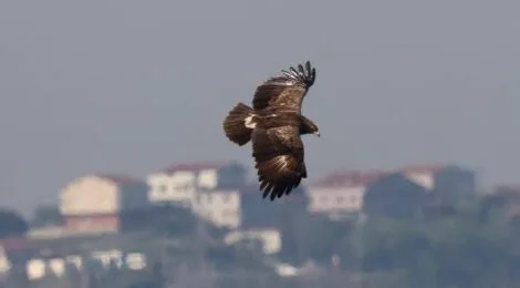 İstanbul'un Göçmen Kuşları